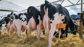 Vogelgrippe bei Rindern – Studie zu H5N1: Milchkühe über Euter infiziert