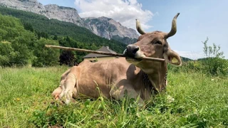 Tierintelligenz – Clevere Kuh benutzt Werkzeug und überrascht die Forschung