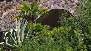Invasive Pflanzen im Tessin – «Es fühlt sich an wie im Dschungel»
