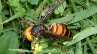 Gefahr für Bienen – Asiatische Hornisse auf dem Vormarsch: Mehrere im Aargau gefunden