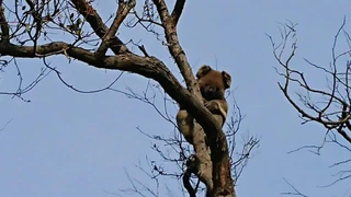 Buschfeuer in Australien – Feuer zerstört – und schafft neues Leben