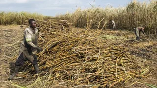 Folge des Klimawandels – Feldarbeiter weltweit von mysteriösem Nierenversagen betroffen