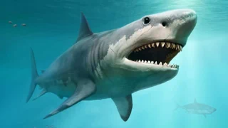 Speiseplan des grössten Hais – Megalodon: Der grosse Jäger frass abwechslungsreich