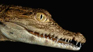 Mechanik statt Genetik – Wie Krokodile zu ihren Gesichtsmustern kommen