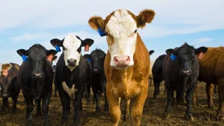 Wechsel auf Sommerzeit – Sogar die Kühe haben Mühe: 6 kuriose Fakten zur Zeitumstellung