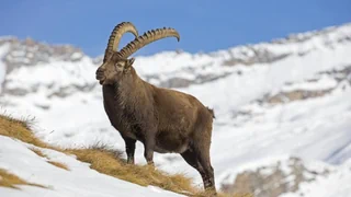 Ausgerottet und zurückgekehrt – Behördenschmuggel sei Dank: das Comeback des Alpensteinbocks