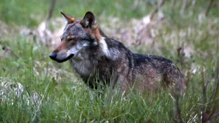 Umstrittener Wolfsabschuss – Bund und Kanton Wallis streiten um erlegten Wolf