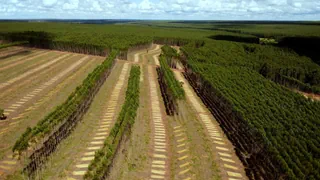 Aufforsten gegen Klimawandel – Klimaretter Bäume? Wie Monokulturen die Artenvielfalt bedrohen