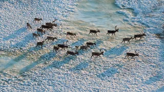 Wildtiere auf Wanderschaft – Kaum ein Weg zu weit – verblüffende Bilder aus dem Tierreich