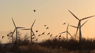 Windkraft ohne Vogeltod? – Wetter-Radardaten können Vögel vo