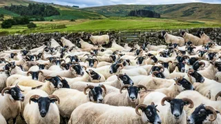 Schwarmintelligenz – Sind Schafe dumm? Von wegen