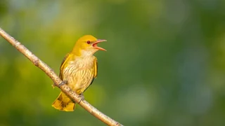 Natur lauschen mit KI – Apps verraten, welcher Vogel gerade zwitschert
