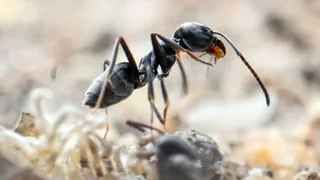 Invasive Tapinoma-Ameise – Kanton Zürich kämpft an mehreren Orten gegen Ameisenplage