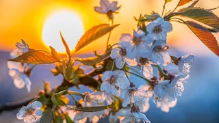 Meteo-Wissen – Quiz zu Pollen, Frühling und der Osterwärme