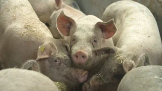 Schlachtpreise sind im Keller – Überproduktion in der Schweinezucht: Massnahme spaltet die Bauern