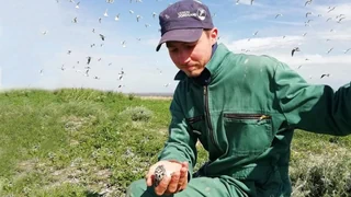 Vogelgrippe – Er musste zusehen, wie tausende Wildvögel den Virustod sterben