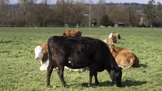 Landwirtschaft – Wie viele Nutztiere braucht die Schweiz?