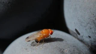 Biodiversität – Mit einer Wespe gegen die invasive Kirschessigfliege