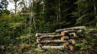 Mehr Schweizer Holzproduktion – Einheimisches Holz zum Bauen: Pläne für grosses Werk gestoppt