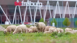 Bilder vom Fussball-Wochenende – Tierisch gute Freiburger und unerwartete Cupsieger