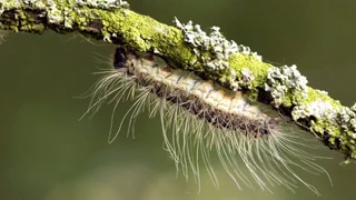 Haariger Geselle – Eichenprozessionsspinner: So schön und so gefährlich