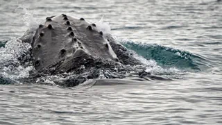 Einzigartige Tonaufnahme – Uralter Walgesang erlaubt Eintauchen ins Meer von 1949