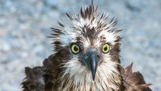 «3 vo 5» – das Kultquiz – Erkennen Sie diese fünf Vögel?
