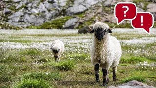 Newsquiz der Woche – Wofür ist die Wolle der Schwarznasenschafe nicht gut geeignet?