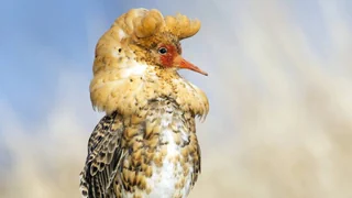 Alles für die Fortpflanzung – Dieser Vogel kommt in dreierlei Gestalt
