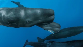 Livebilder einer Walgeburt – Wie Hebammen: Pottwale unterstützen Mutter und Neugeborenes