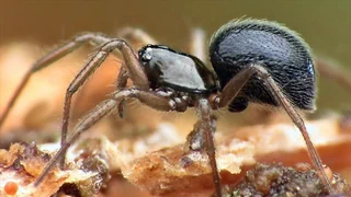 Winzig und auf dem Vormarsch – Nordamerikanische Zwergspinne – Die heimliche Invasorin unter uns