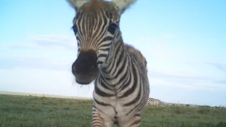 Natur & Tiere – Selfies aus der Serengeti