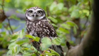 Kampf gegen die Vogelgrippe – Impfen für den Artenschutz? Schweizer Zoos zeigen erste Erfolge