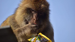 Ungewöhnliche Diät – Warum Gibraltars Makaken plötzlich Erde fressen