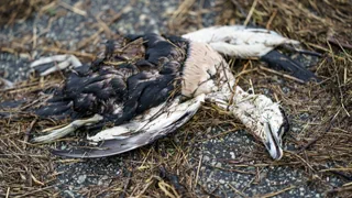 Vogelgrippe – Wie bedrohlich ist das Vogelgrippevirus für den Menschen?