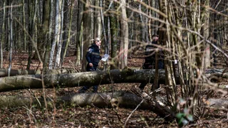 Flensburg (D) – Baum stürzt bei Ostereiersuche um und tötet drei Menschen