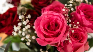 Schnittblumen per Flugzeug – Zum Valentinstag – ein exotischer Frosch im Rosenstrauss?