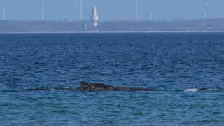 Rettungsdrama an der Ostsee – Wal auf Zickzack-Kurs – Erleichterung und Bangen