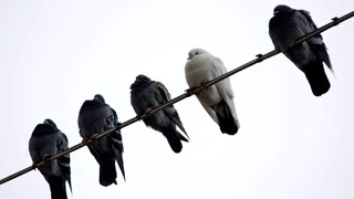 Stadttauben – Schiessen, Fangen oder Sterilisieren?