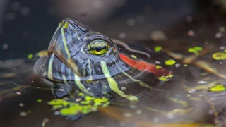 Invasive Arten – Rotwangen-Schmuckschildkröten fressen ganze Weiher leer