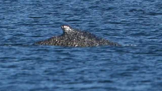 Rettungsdrama an der Ostsee – Wal in Sicht! Befreiter Buckelwal schwimmt in Lübecker Bucht