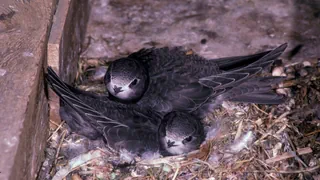 Fliegender Plastik – Alpen- und Mauersegler verwenden Plastik für Nestbau
