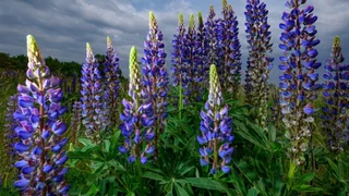 Heimische Proteinquelle – Die Lupine hat Zukunft – aber ist noch nicht marktreif