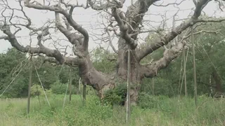 Grossbritannien – Uralter Robin-Hood-Baum bei Nottingham abgestorben