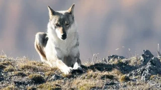 Wölfe in der Schweiz – Die Wolfspopulation wächst – die Konflikte bleiben