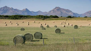 Diskussion in Kanada – Separatisten wollen Alberta als unabhängigen Staat