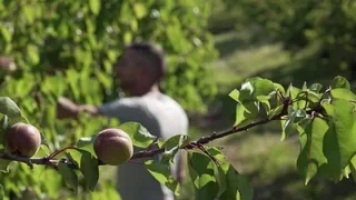 Obstlandwirtschaft – Kalter Frühling hat ein Drittel der Walliser Aprikosen zerstört