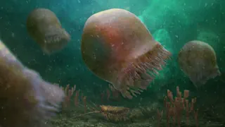 Seltenes Fossil – Diese Qualle ist über 500 Millionen Jahre alt