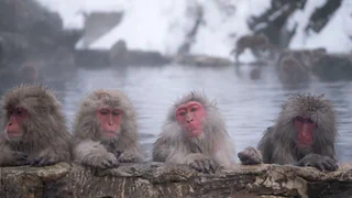 Stressabbau dank Hot Springs – Winterblues? Dann machen Sie’s doch wie diese Makaken