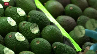 Trockenheit in Spanien – Avocados bedrohen Andalusiens Wasserreserven